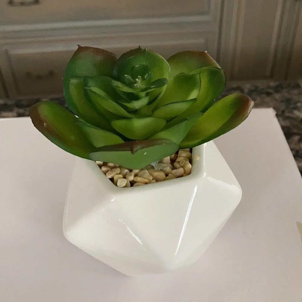 LEAFY CORNER ARTIFICIAL FAKE SUCCULENT PLANTS POTS NWT